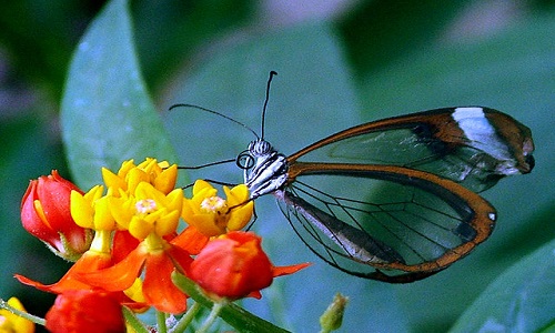 پارک پروانه کوالالامپور مالزی